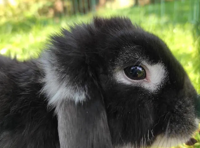 Letabli 3* Ennetieres-en-Weppes